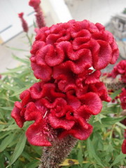 گل تاج خروس رشته‌ای